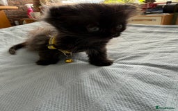Ragdoll cats for sale: Ragdoll x Persian kittens  - Image 9