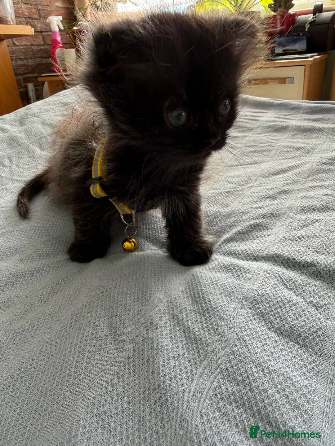 Ragdoll cats for sale: Ragdoll x Persian kittens  - Image 9