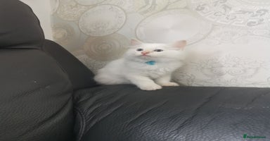 Ragdoll cats - Advert 10