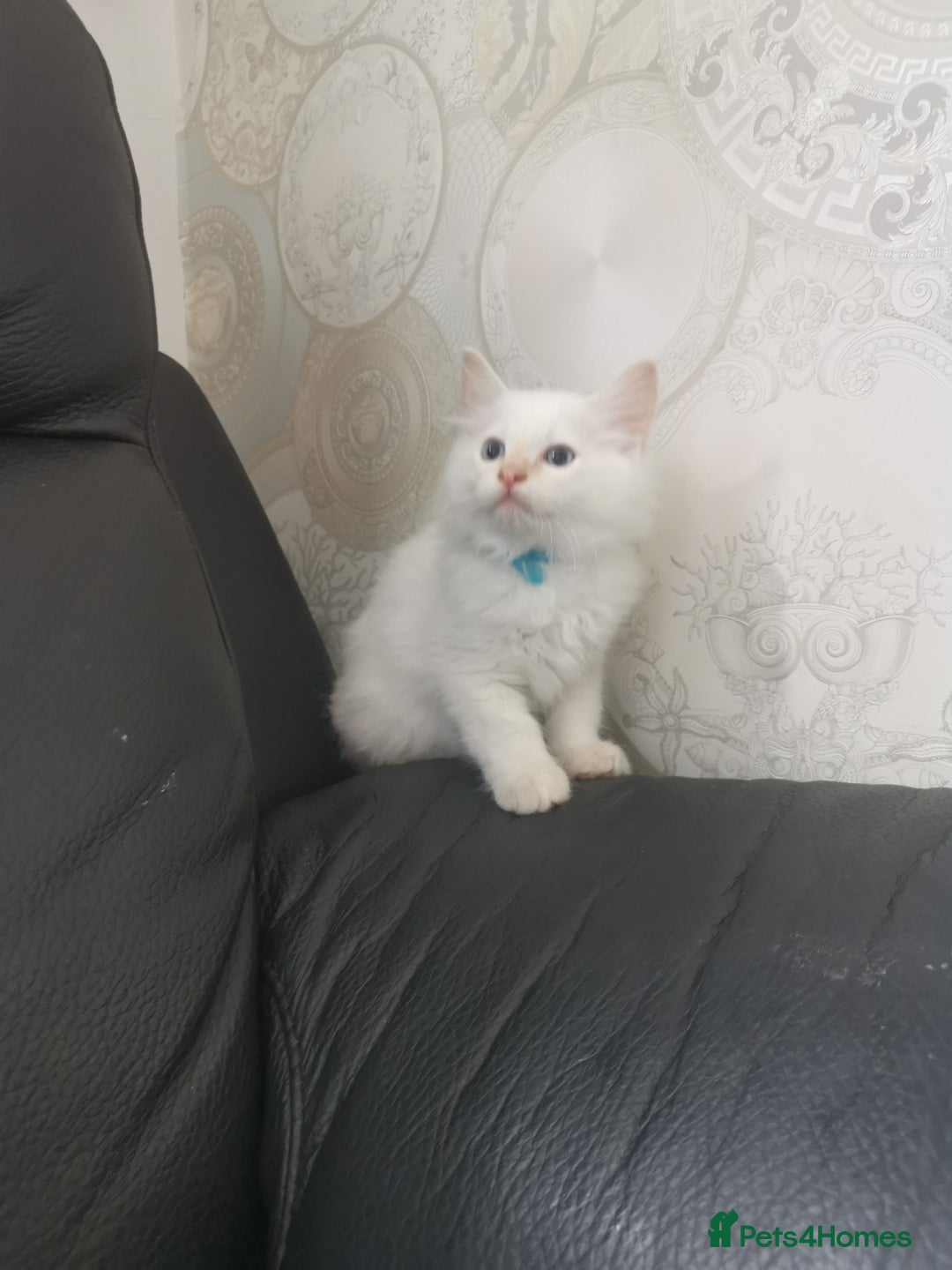 Ragdoll cats for sale: Pure breed health tested ragdoll kittens  - Image 2