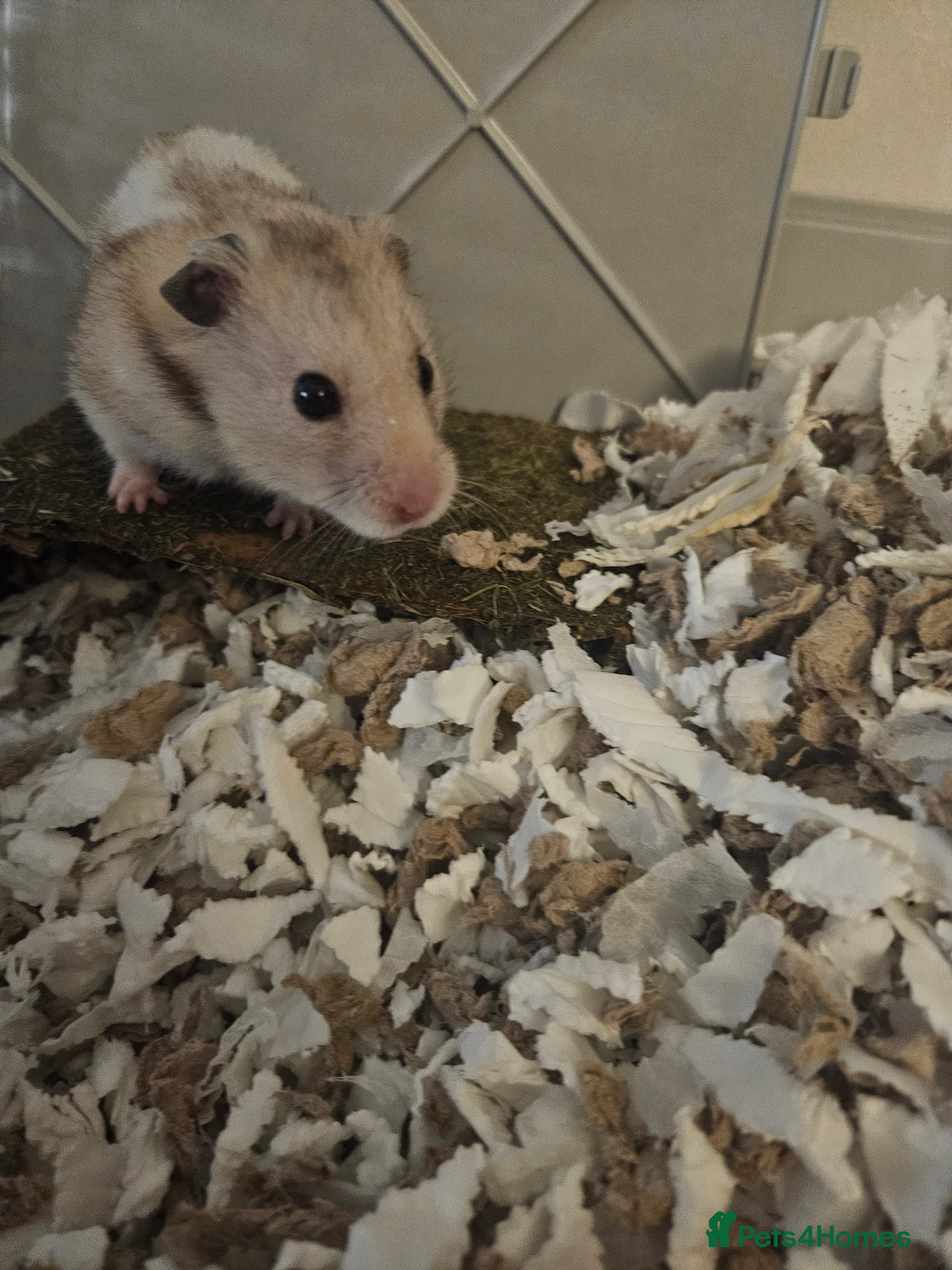 Hamster rodents Kinder the Syrian hamster  - Advert 1