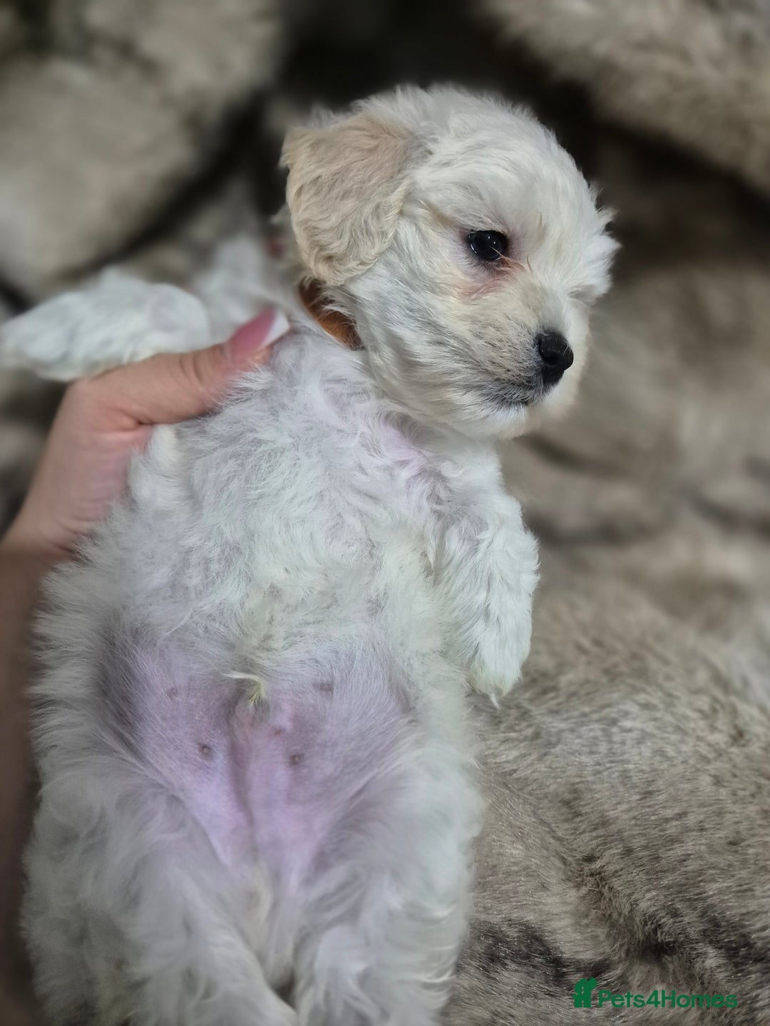 Maltese dogs for sale: K1 Beautiful Maltese puppies  - Advert 16