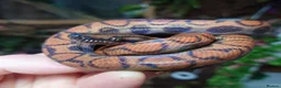 Boa Snake reptiles for sale: Female Brazilian Rainbow Boa - Advert 1