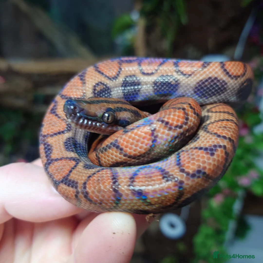 Boa Snake reptiles for sale: Female Brazilian Rainbow Boa - Advert 1