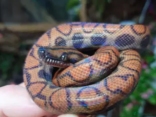 Boa Snake reptiles Female Brazilian Rainbow Boa - Advert 1