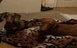 Miniature Dachshund dogs for sale: Miniature dauchund - brown mearle - Image 4