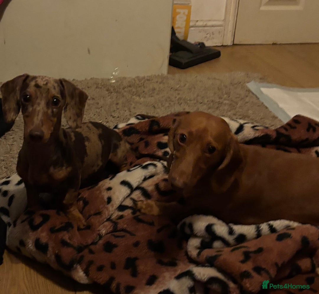 Miniature Dachshund dogs for sale: Miniature dauchund - brown mearle - Image 4