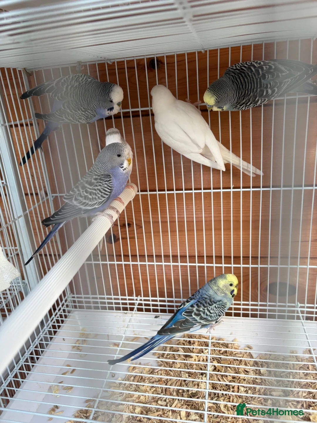 Budgerigars birds for sale: Budgies  - Advert 1