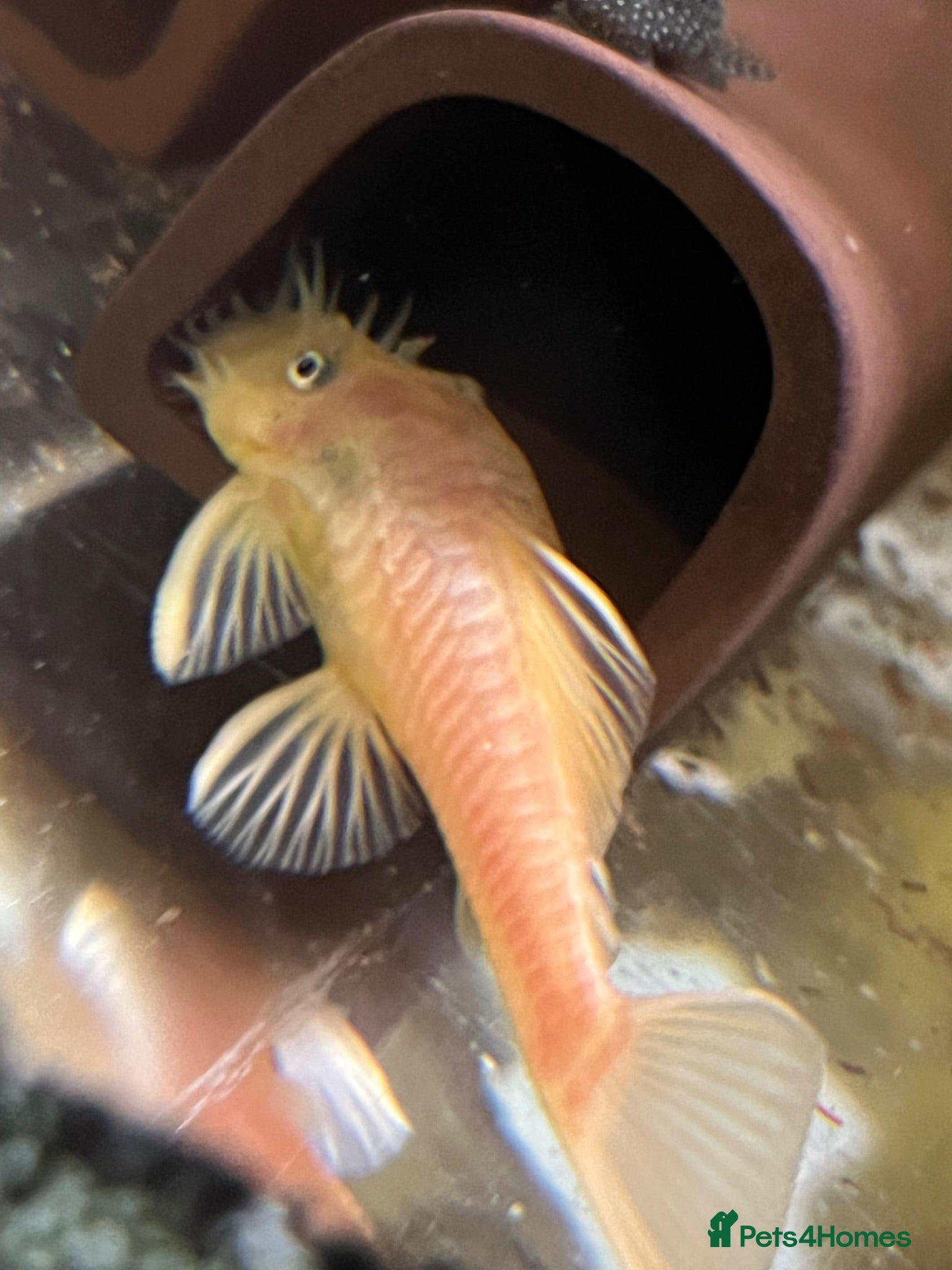 Plecos fish Blue Eye Lemon Bristlenose MALE - Advert 15