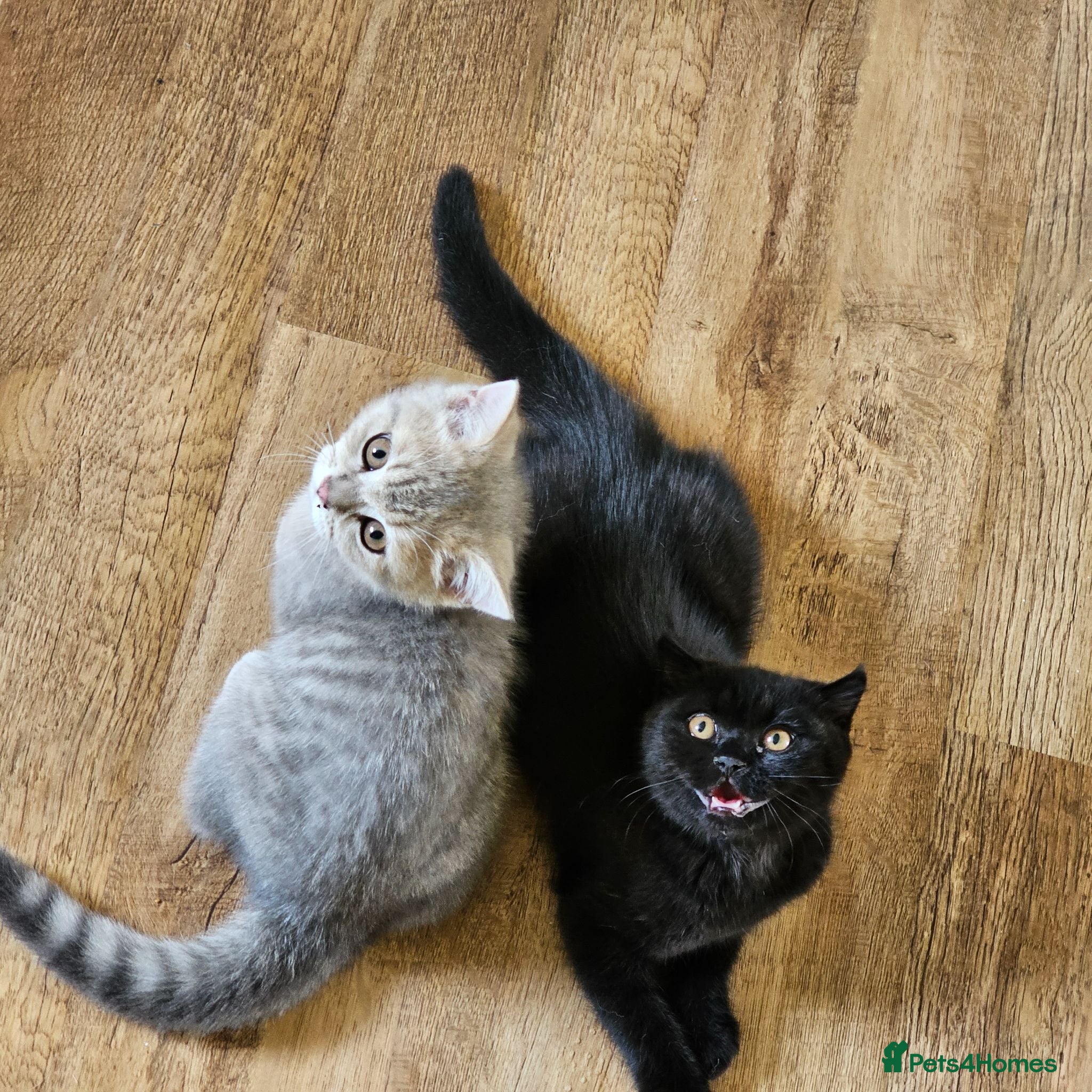 British Shorthair cats Beautiful British Shorthair kittens - Advert 4