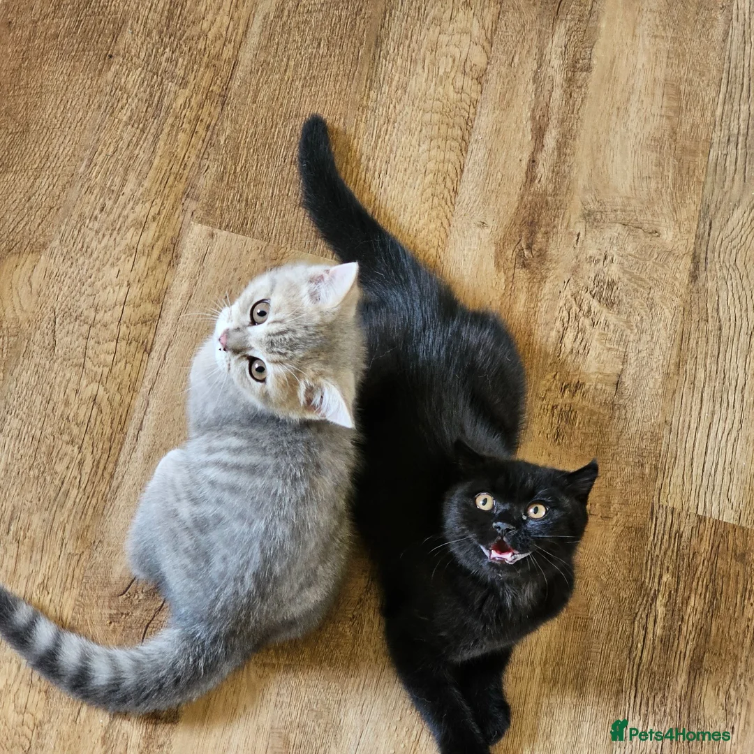 British Shorthair cats for sale: Beautiful British Shorthair kittens - Advert 1