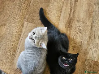 British Shorthair cats Beautiful British Shorthair kittens - Advert 1