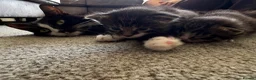 Mixed Breed cats for sale: 3 kittens for sale  - Advert 34