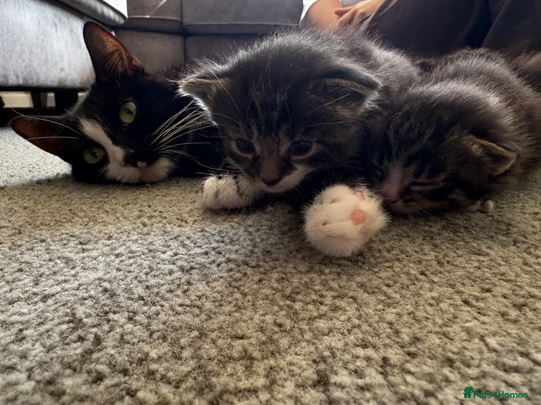 Mixed Breed cats for sale: 3 kittens for sale  - Advert 34