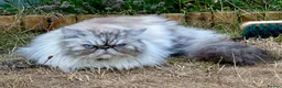Persian cats for sale: Pedigree Persian Himalayan Kittens - Advert 9