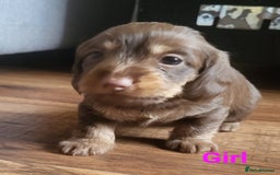 Mixed Breed dogs for sale: Dachschund x doxipoo puppies - Image 23