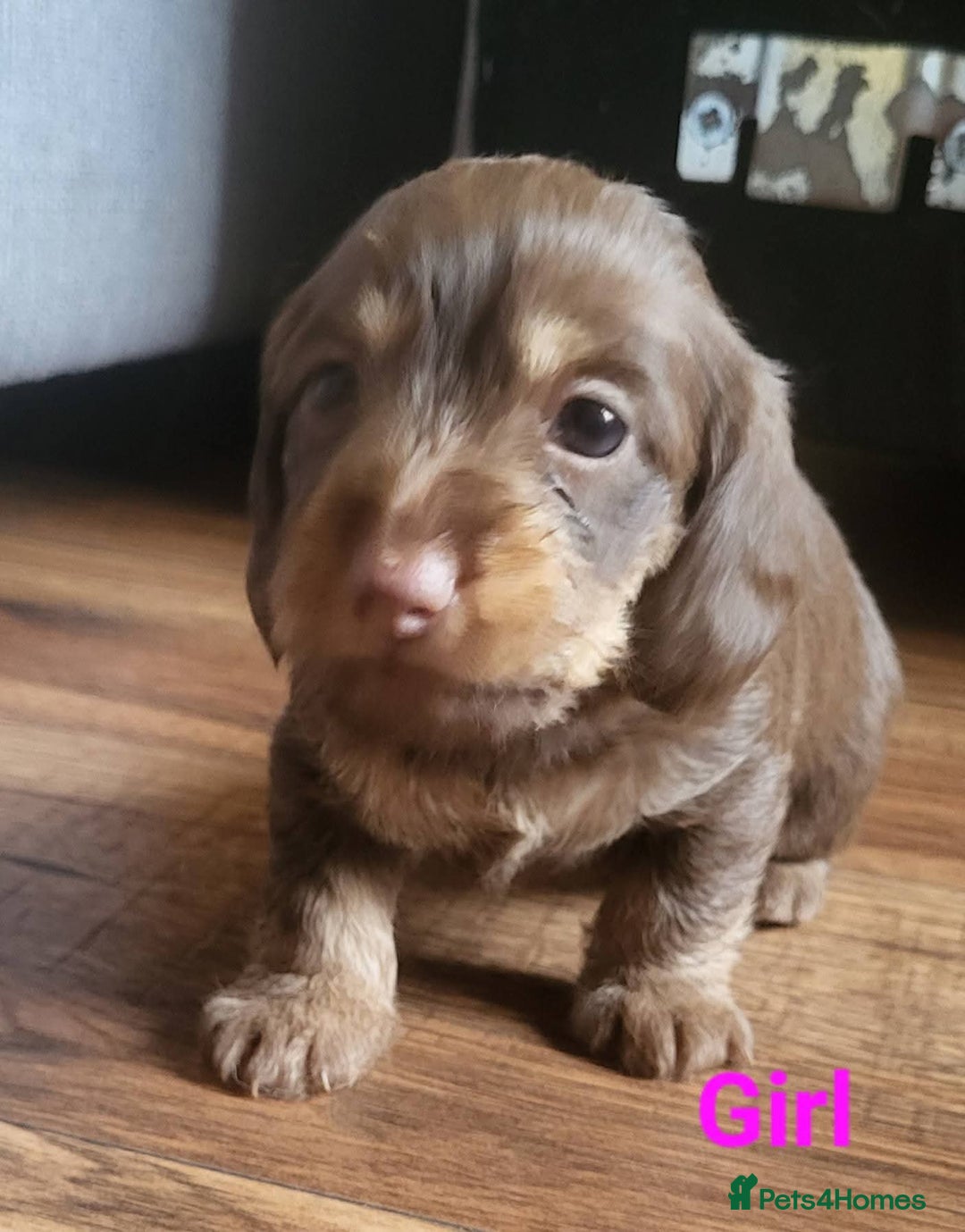 Mixed Breed dogs for sale: Dachschund x doxipoo puppies - Image 23