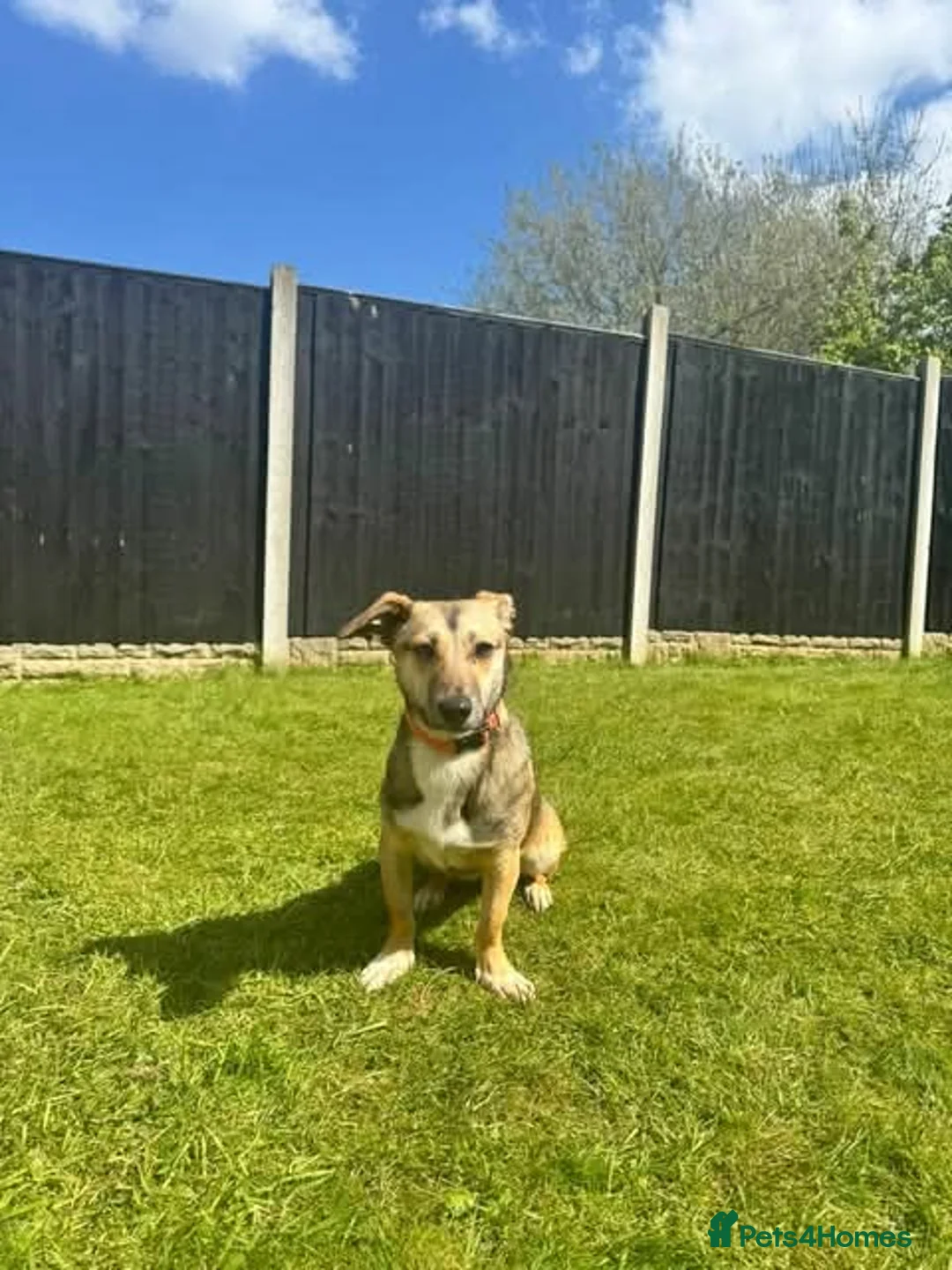 Mixed Breed dogs for adoption: Meet Dot,currently residing in Cheshire  - Advert 2