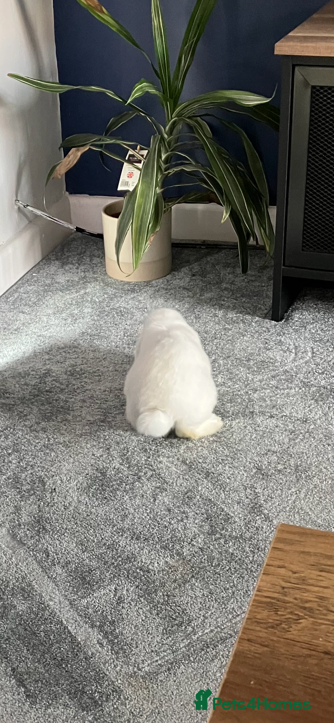 English Lop rabbits for sale: White Lop Eared Rabbit 5 moths old - Image 3