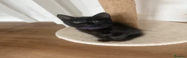 Domestic Shorthair 2