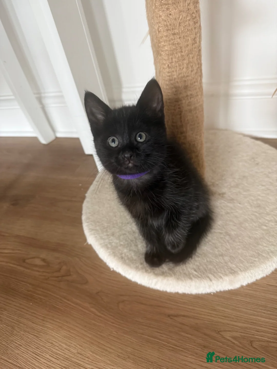 Domestic Shorthair cats for sale: Kittens  - Advert 2