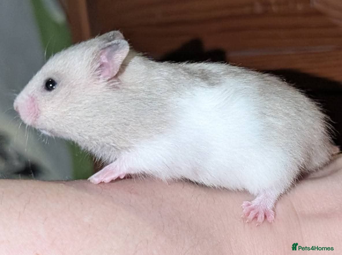 Hamster rodents Pedigree syrian hamsters  - Advert 2