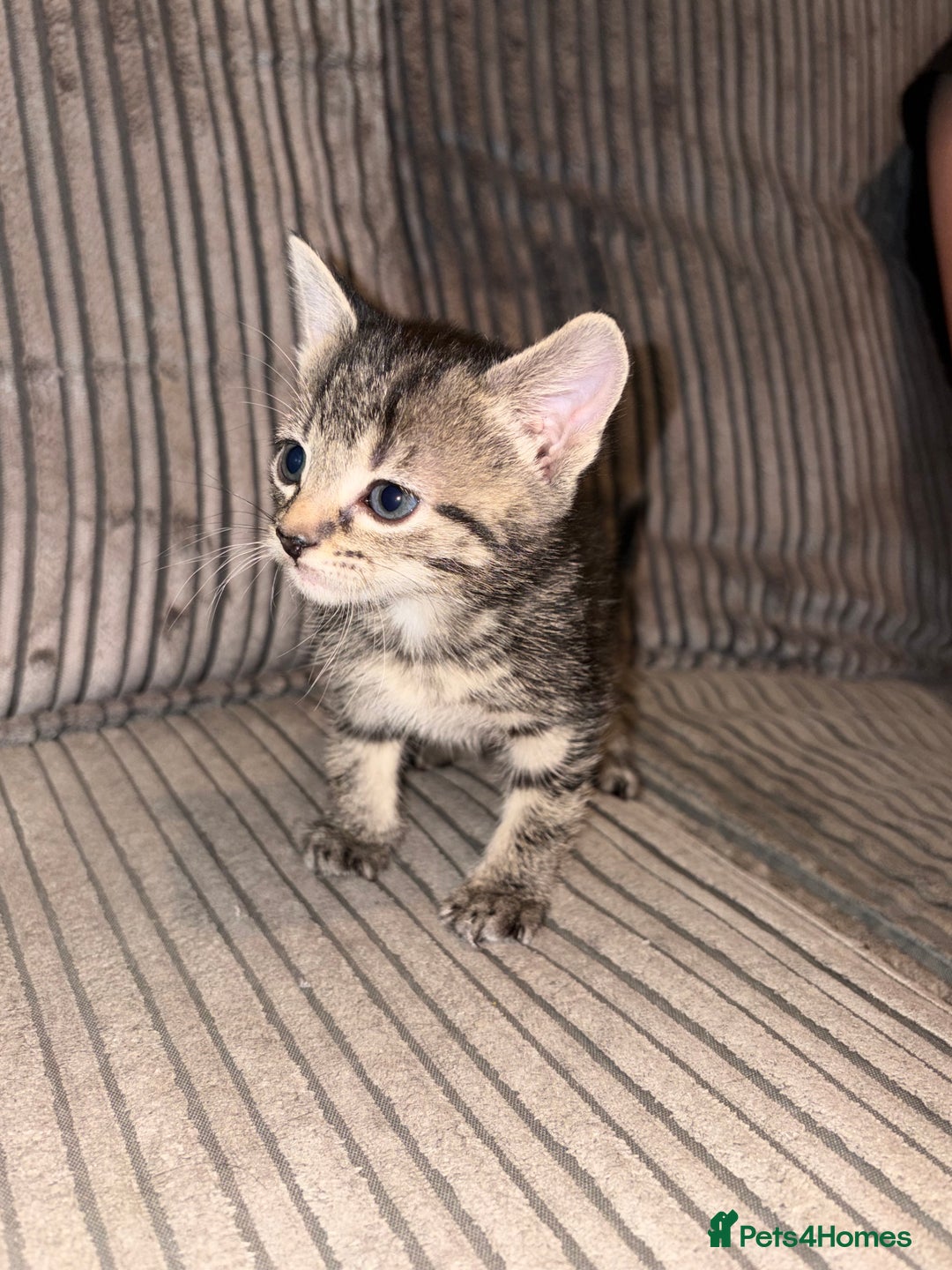 Domestic Shorthair cats for sale: 4 gorgeous Tabby kittens ready 26-1-26 - Advert 16
