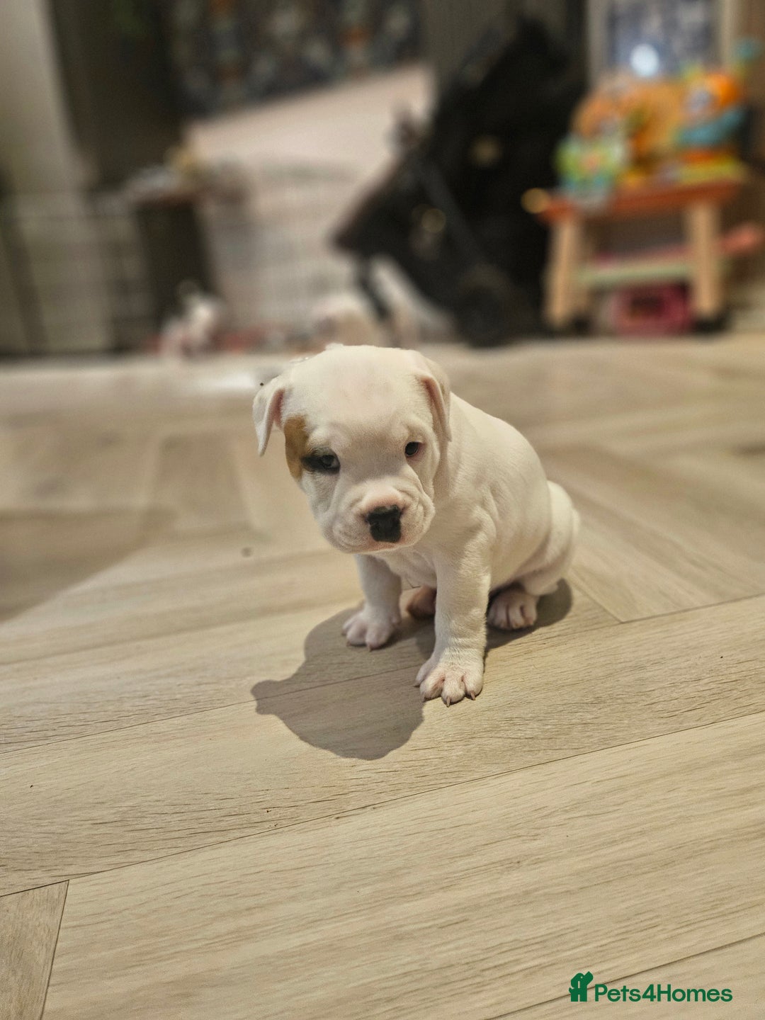 Mixed Breed dogs for sale: English Bulldog Staffordshire Bull hybrid  - Advert 6