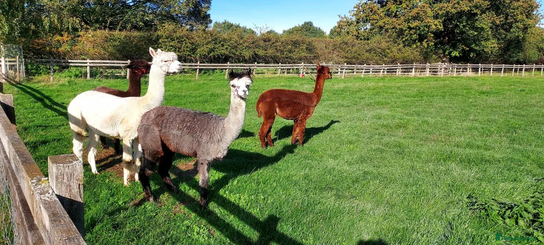 Alpaca livestock for sale: 4 female Huacaya Alpacas in Kettering - Advert 2
