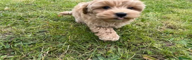 Maltipoo Puppy 1