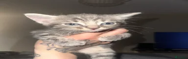 British Longhair Kitten 1