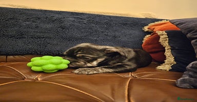 Frug dogs - Advert 15