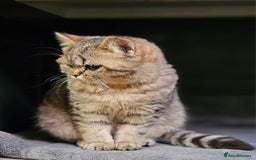 Mixed Breed cats for sale: Beautiful British Shorthair Tabby Female Kittens - Image 8