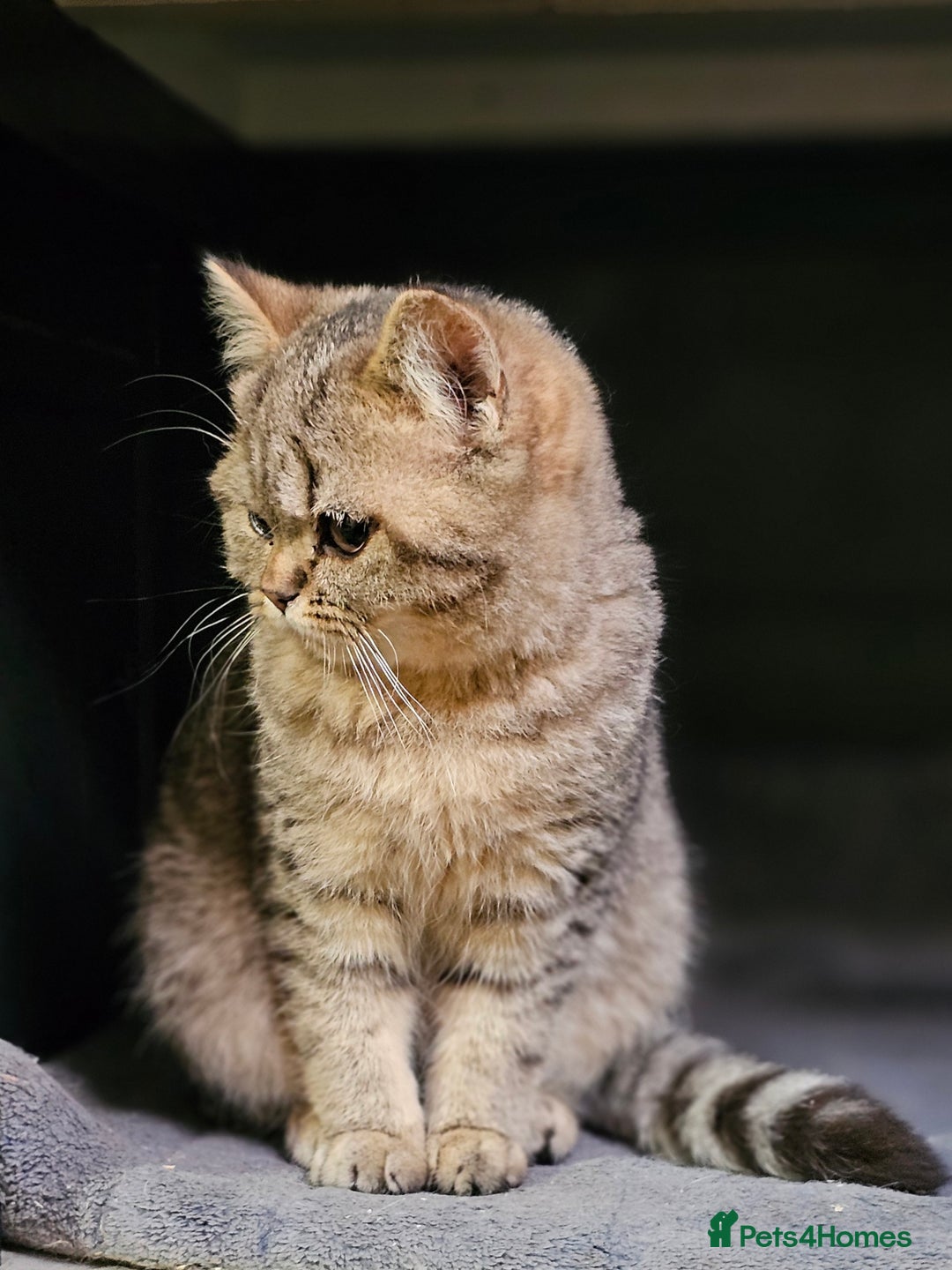 Mixed Breed cats for sale: Beautiful British Shorthair Tabby Female Kittens - Image 8