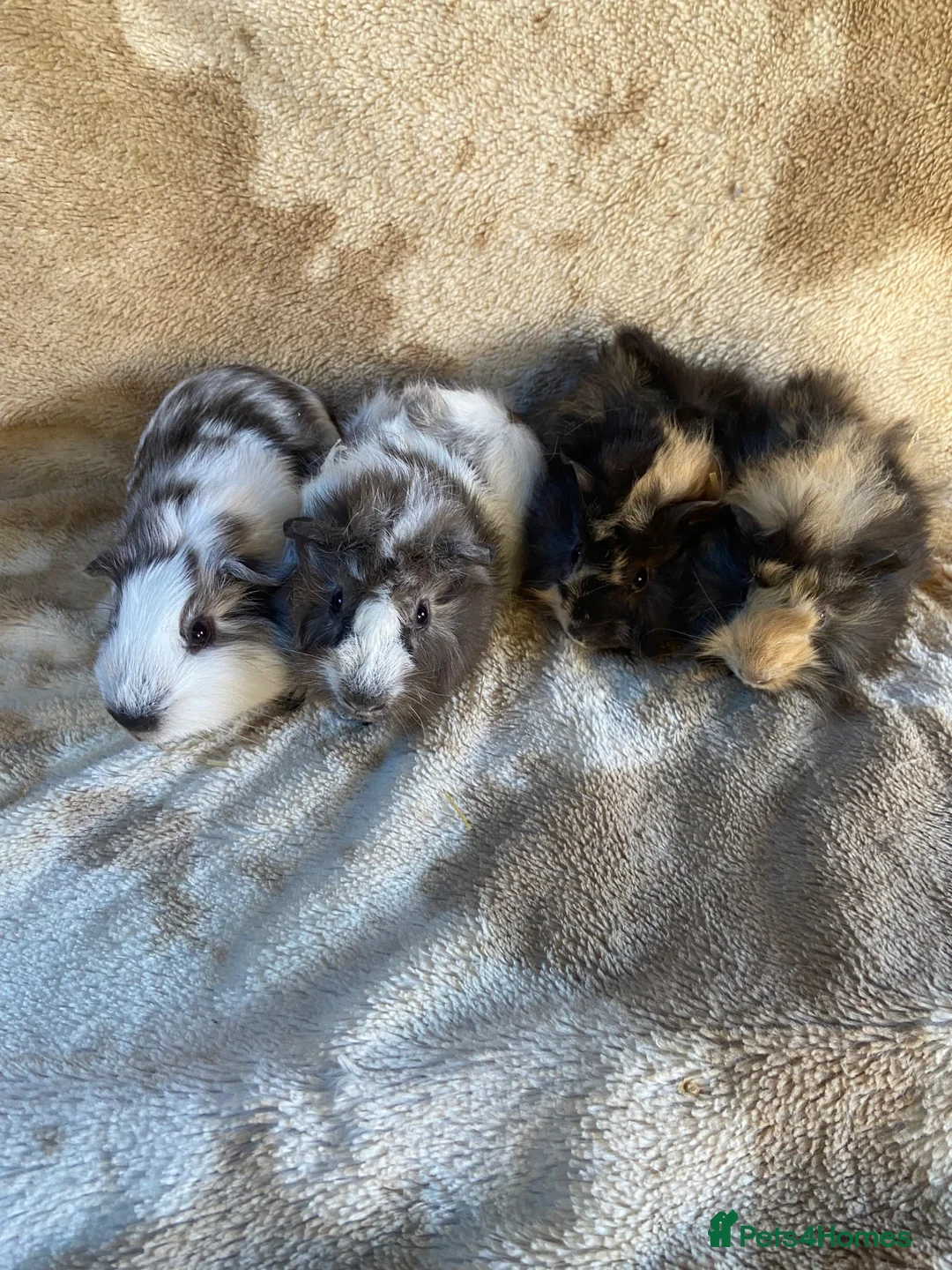 Guinea Pig rodents for sale: Two Pairs Bonded Male Guinea Pigs - Advert 1