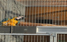 Macaws birds for sale: Two lovely pairs of blue&golds - Image 4