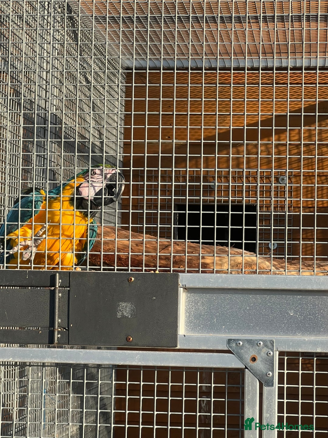 Macaws birds for sale: Two lovely pairs of blue&golds - Image 4