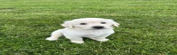 Goldador dogs for sale: GORGEOUS GOLDADOR’S - Advert 9