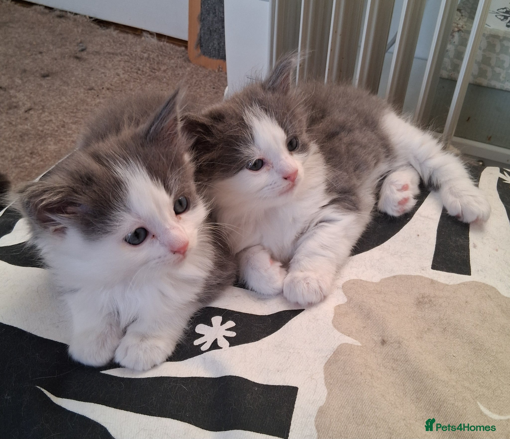 Mixed Breed cats Ragdoll X Kittens - Advert 2