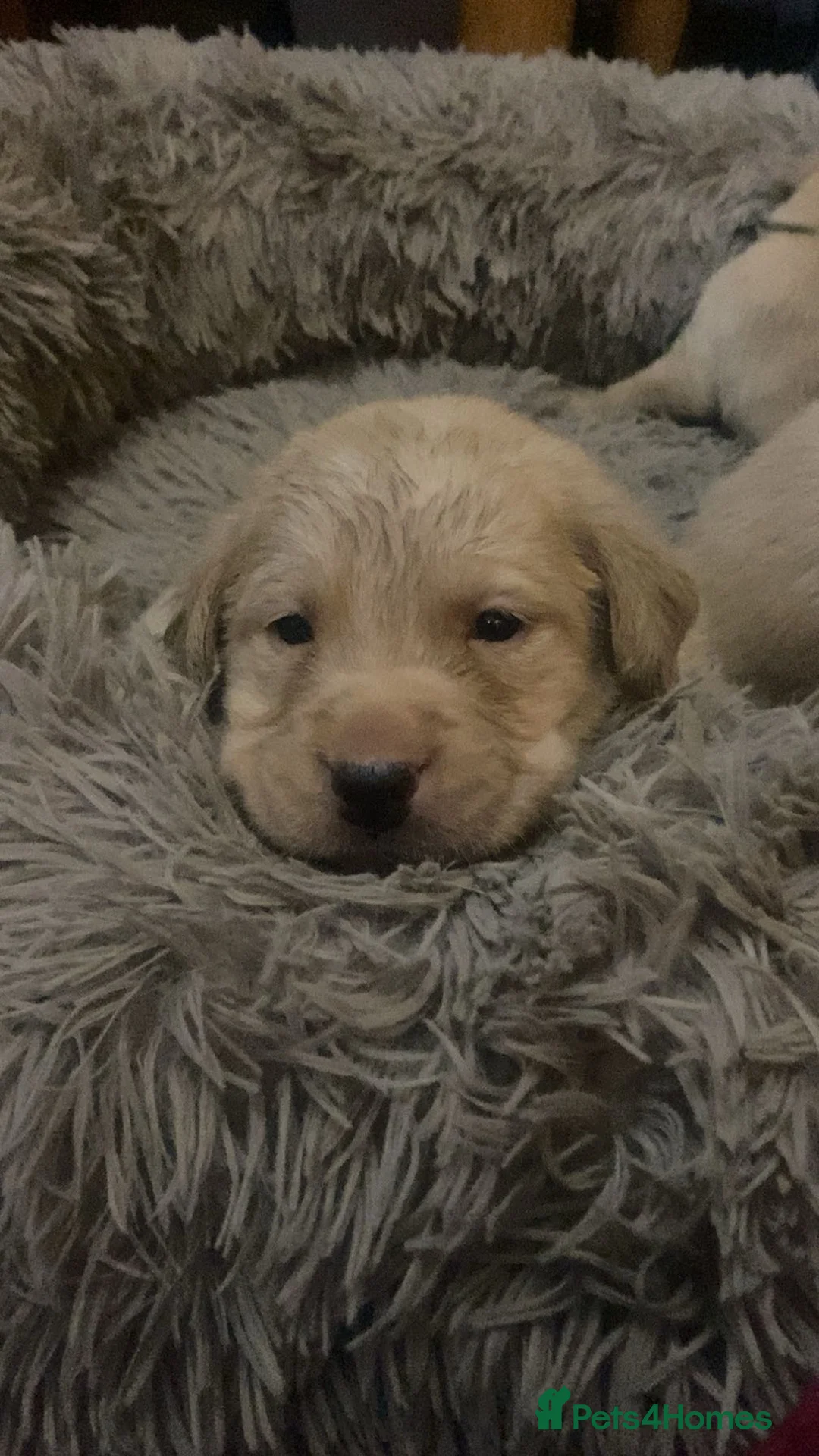 Labrador Retriever dogs for sale: * SOLD * Stunning litter of 9 golden labradors  - Advert 8