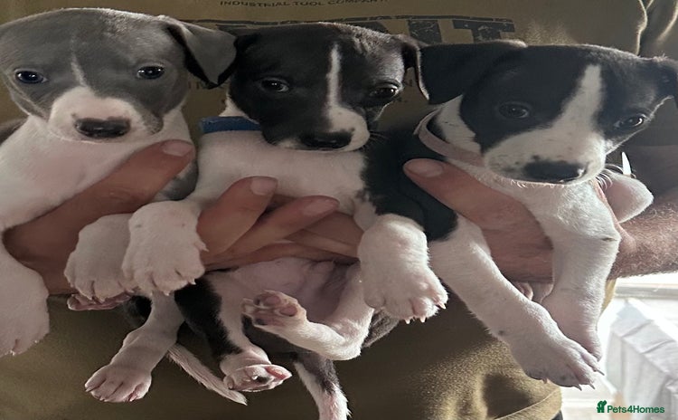 Whippet dogs - Advert 2