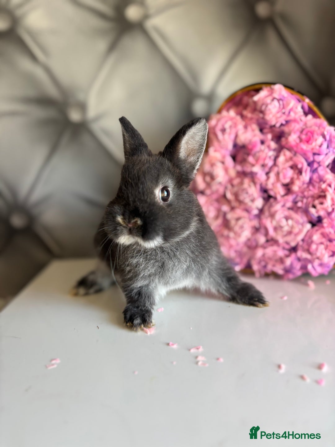 Netherland Dwarf rabbits for sale: rochelles_rabbits pure ND babies for sale - Image 14