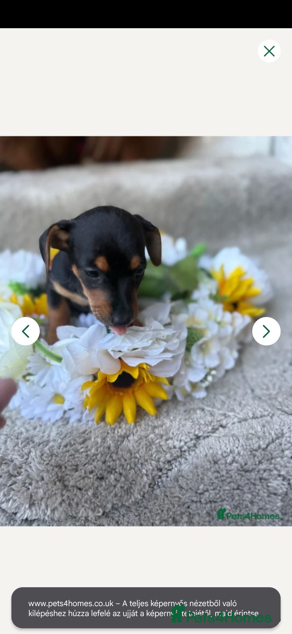 Mixed Breed dogs Jacksund puppy  - Advert 1