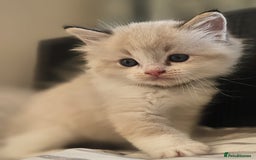 Ragdoll cats for sale: Tica registeeed tabby bicolour ragdolls - Image 7
