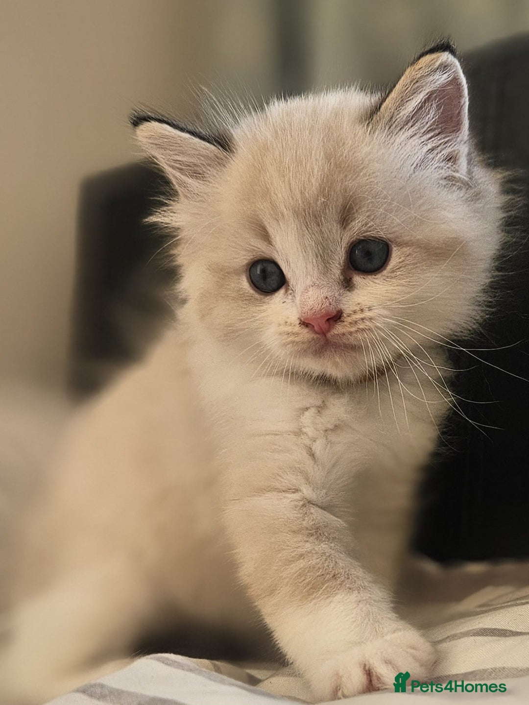 Ragdoll cats for sale: Tica registeeed tabby bicolour ragdolls - Image 7