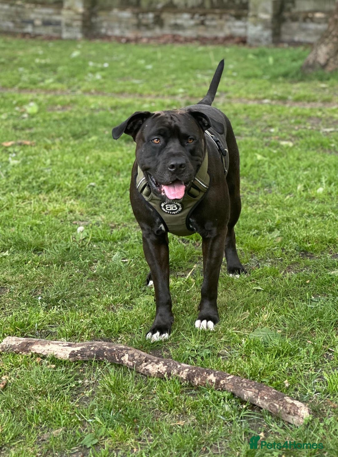 Mixed Breed dogs for stud: Cane Corso x Presa Canario for Stud - Image 2