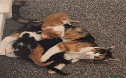 Mixed Breed cats for sale: 5 boys 3 black and white and 2 ginger and white - Image 2