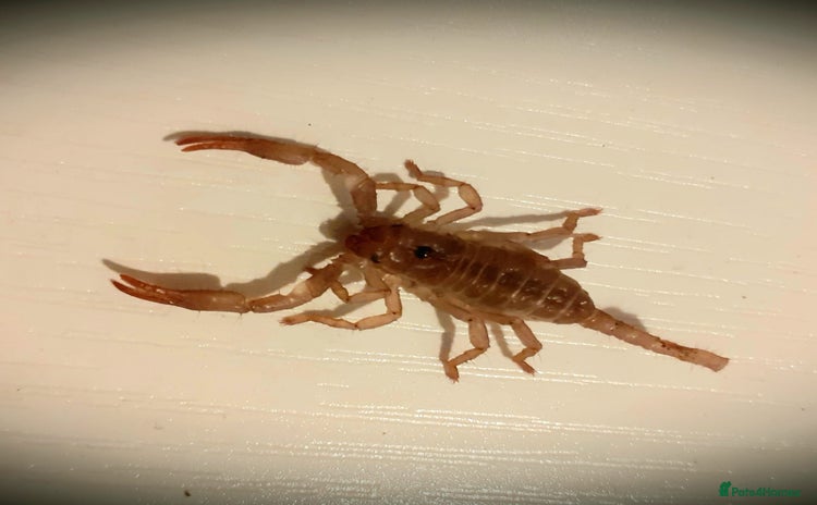 Scorpions invertebrates - Advert 1