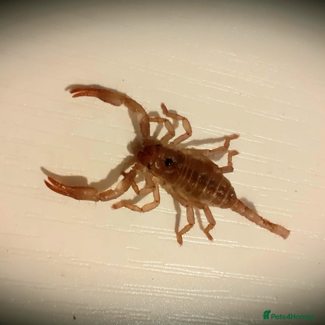 Scorpions invertebrates for sale: F1 Asian Forest Scorpions - Image 1