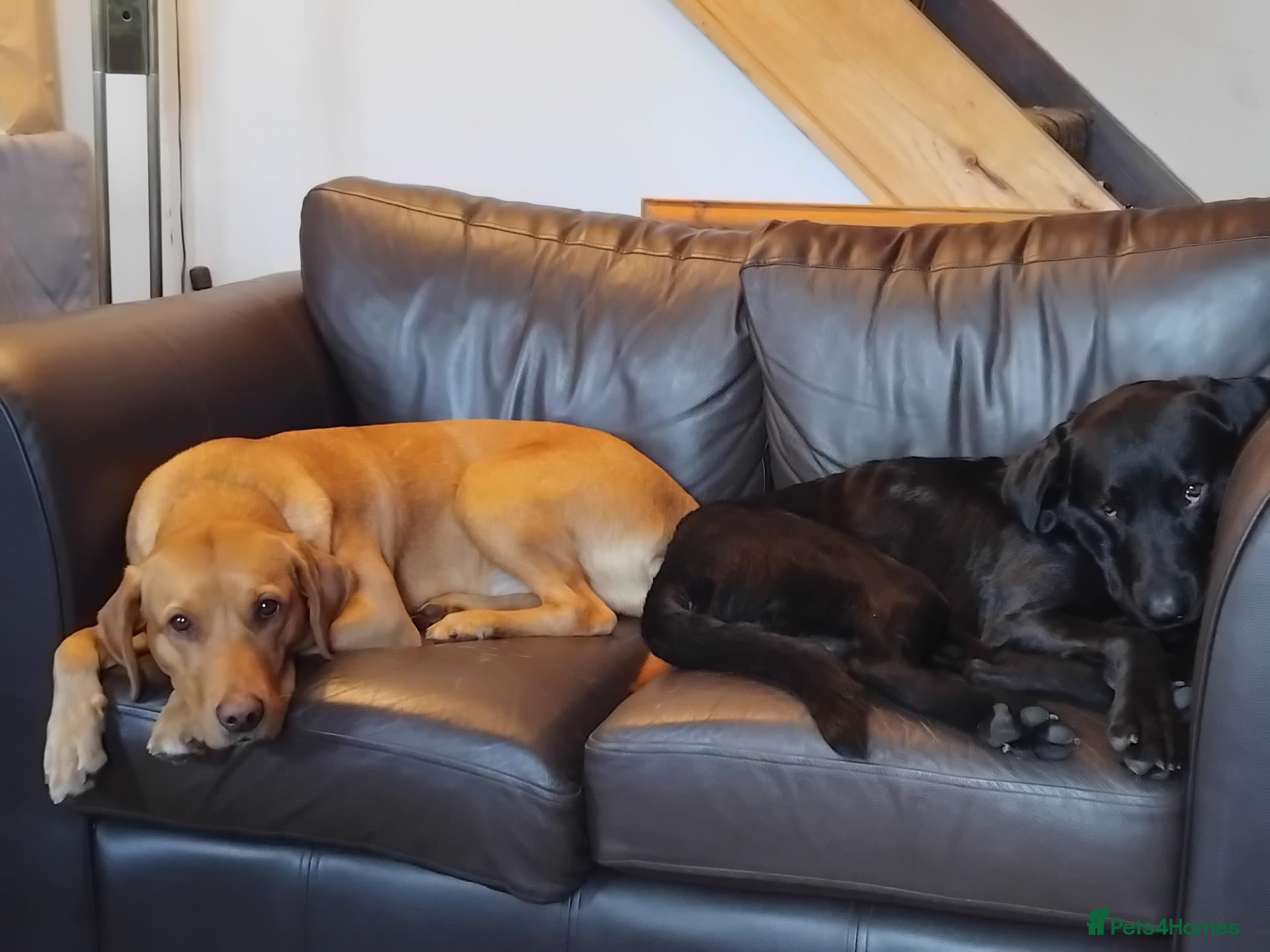 Labrador Retriever dogs lovely litter of labrador puppies - Advert 2